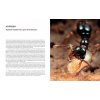 978-5-389-17728-4 Моффетт М. Приключения среди муравьев. Путешествие по земному шару с триллионами суперорганизмов (тв.)